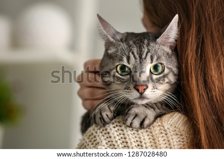 Cute cat with owner at home
