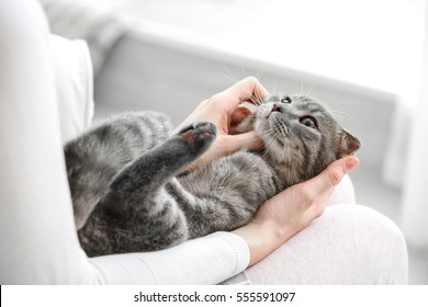 Cute Cat With Owner At Home, Closeup