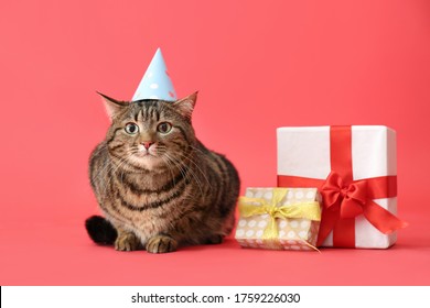 Cute cat in party hat and with Birthday gifts on color background