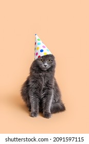 Cute Cat In Party Hat On Color Background