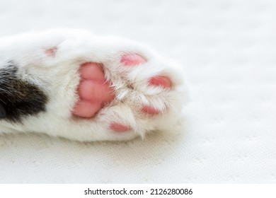 Cute Cat Paw Close Up