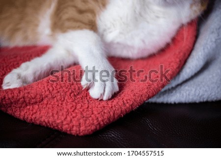 Cute cat paw, domestic blond and white