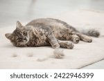 Cute cat and pet hair on carpet indoors