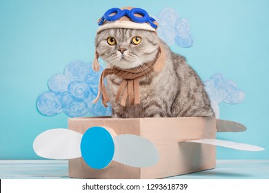 Cute cat pilot in an airplane of paper in a helmet and glasses, funny and funny animals.