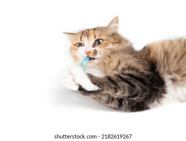 Cute cat playing with hair band or rubber band while lying on the floor. Fluffy calico kitty looking at camera with crazy eyes. Cat with toy in mouth and between paws. Selective focus. Isolated.
