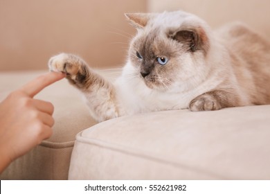 Cute Cat Playing With Human Hand While Lying On Sofa