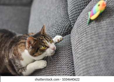 Cute Cat Playing With Toy At Home