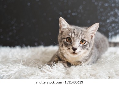 Maine Coon Care Images Stock Photos Vectors Shutterstock