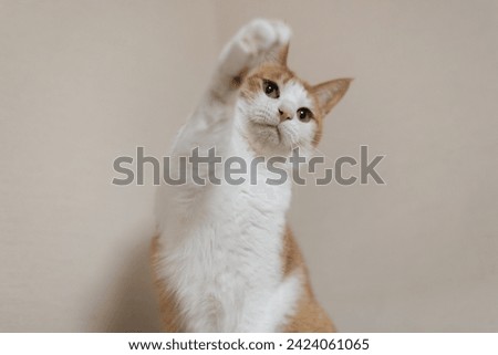 Cute cat pose that punches out