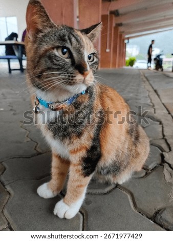 cute cat posing for the camera