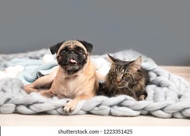 Cute cat and pug dog with blankets on floor at home. Cozy winter