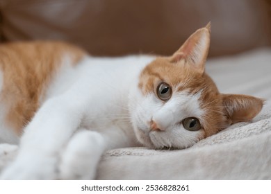 Cute cat relaxing on a blanket - Powered by Shutterstock