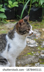 Cute Cat Relaxing Outside Photo