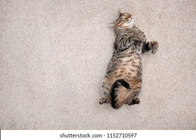 Cute Cat Resting On Carpet At Home, Top View