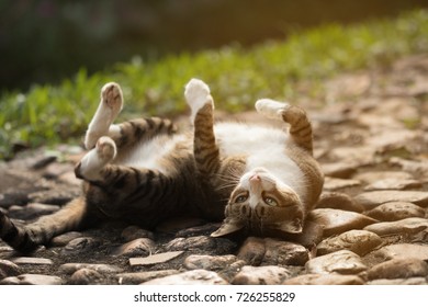 a cat rolling around on the floor from Pikwizard