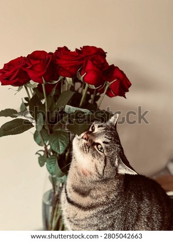 So cute cat and rouses 