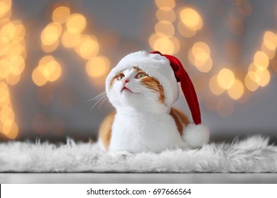Christmas Cat Stock Photos, Images and Backgrounds for Free Download