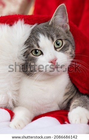 Similar – Cat playing a red ribbon on a floor. View from above