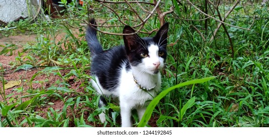 Cute cat sat in the beautiful green garden.