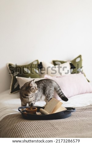 Cute cat of the Scottish straight and Linen pillows on a white bed with home decor. Still life details in home on a bed. Cozy home. Sweet home