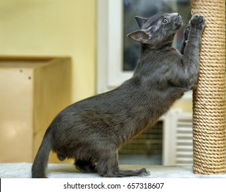 Cute Cat Scratching A Post