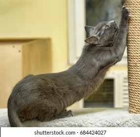 Cute Cat Scratching A Post