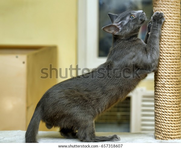 cute scratching post