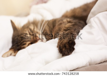 Cute cat seeping in bed. Selective focus on paw.