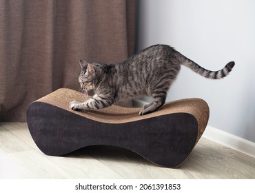 Cute cat sharpening claws on scratching post  - Shutterstock ID 2061391853