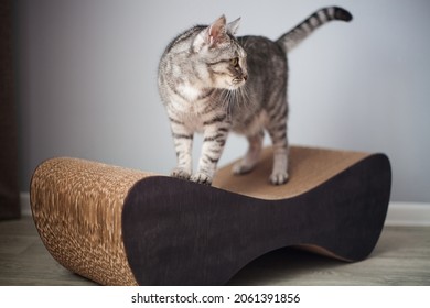 Cute Cat Sharpening Claws On Scratching Post 