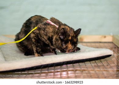 Cute Cat From A Shelter At A Pet Adoption Fair. Helping The Homeless, Caring For Animals