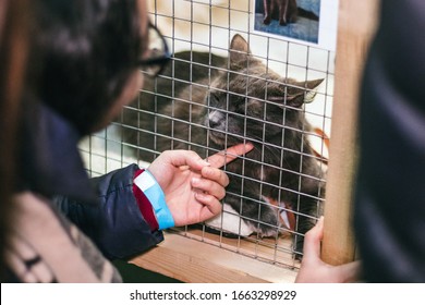 Cute Cat From A Shelter At A Pet Adoption Fair. Helping The Homeless, Caring For Animals