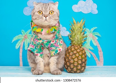 Image result for hawaii cat