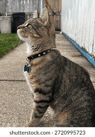 Cute cat side view posing outside