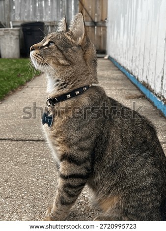 Cute cat side view posing outside