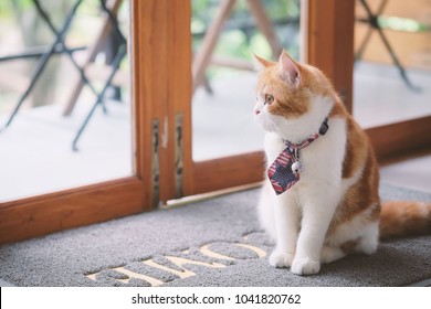 Cat By Door Images Stock Photos Vectors Shutterstock