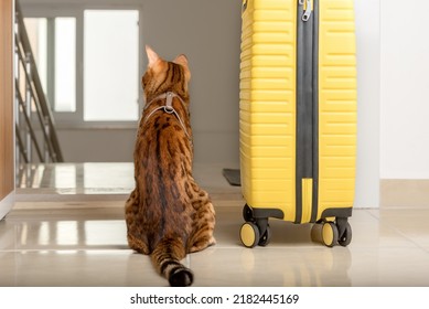 2,421 Cat Opening Door Images, Stock Photos & Vectors 