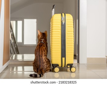 2,421 Cat opening door Images, Stock Photos & Vectors | Shutterstock