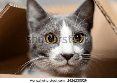 Cute cat sitting, hiding, playing in cardboard box, domestic cat in the cardboard box. paper box. cat curiously looks out