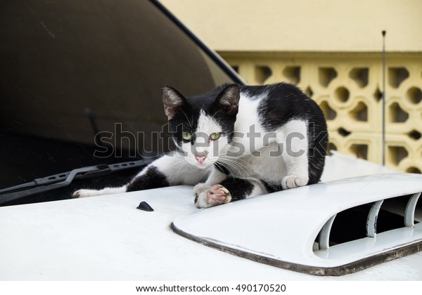 Cute cat sitting on a car and looking at you with\
yellow eyes