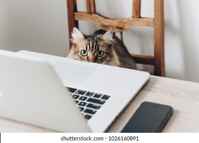 Cute Cat Sitting On Wooden Chair At Table With Laptop. Working Home And Freelance Concept. Maine Coon In Stylish Office Or Home Workplace. Funny Bussines And Work Situation