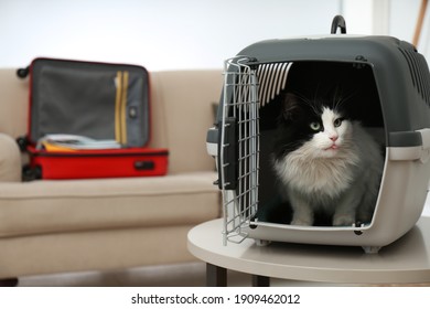 Cute cat sitting in pet carrier on table indoors. Space for text