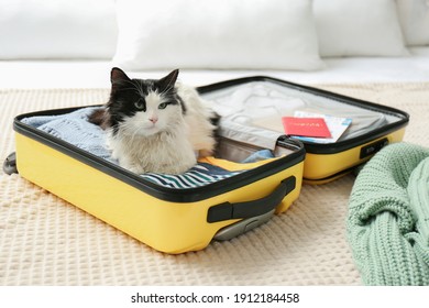 Cute cat sitting in suitcase with clothes and tickets on bed
