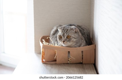 
Cute Cat Sitting In The Wooden Box