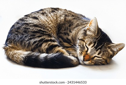 Cute Cat Sleep, Cute Cat Resting Serenely on White Isolated Background