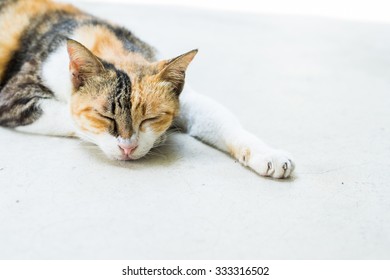 Cute Cat Sleeping Stock Photo 333316502 | Shutterstock