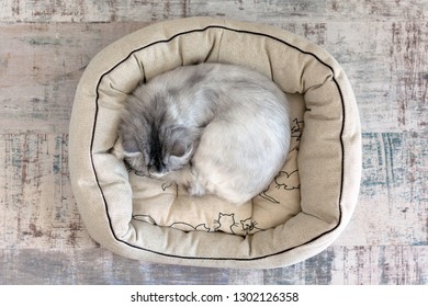 Cute cat sleeping in cat bed, view from above