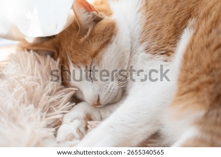 Cute cat sleeping by the window, brown tabby and white