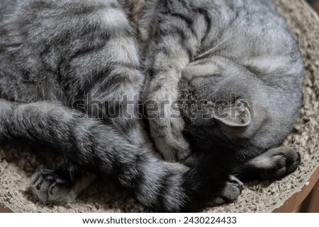 Cute cat sleeping curled up