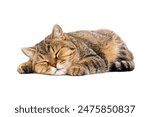 Cute cat sleeping isolated on white background